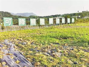 仅10个月超额完成全年任务,重庆供销社农膜回收给力